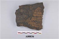 藏品(葉化石)的圖片